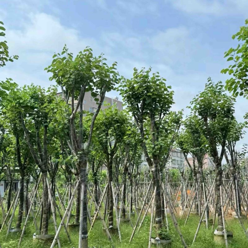 骨架宫粉紫荆10～18公分