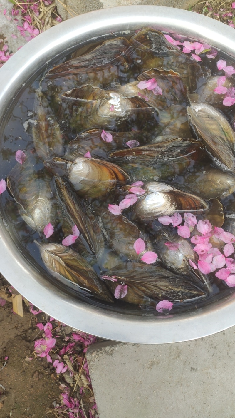 自然生长日照水库嘎拉（河蚌），个大肉厚，味道鲜美！