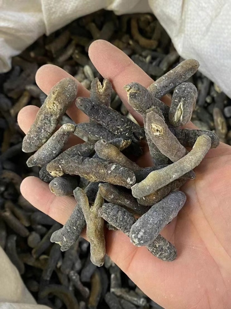纯淡干非洲明秃参足干