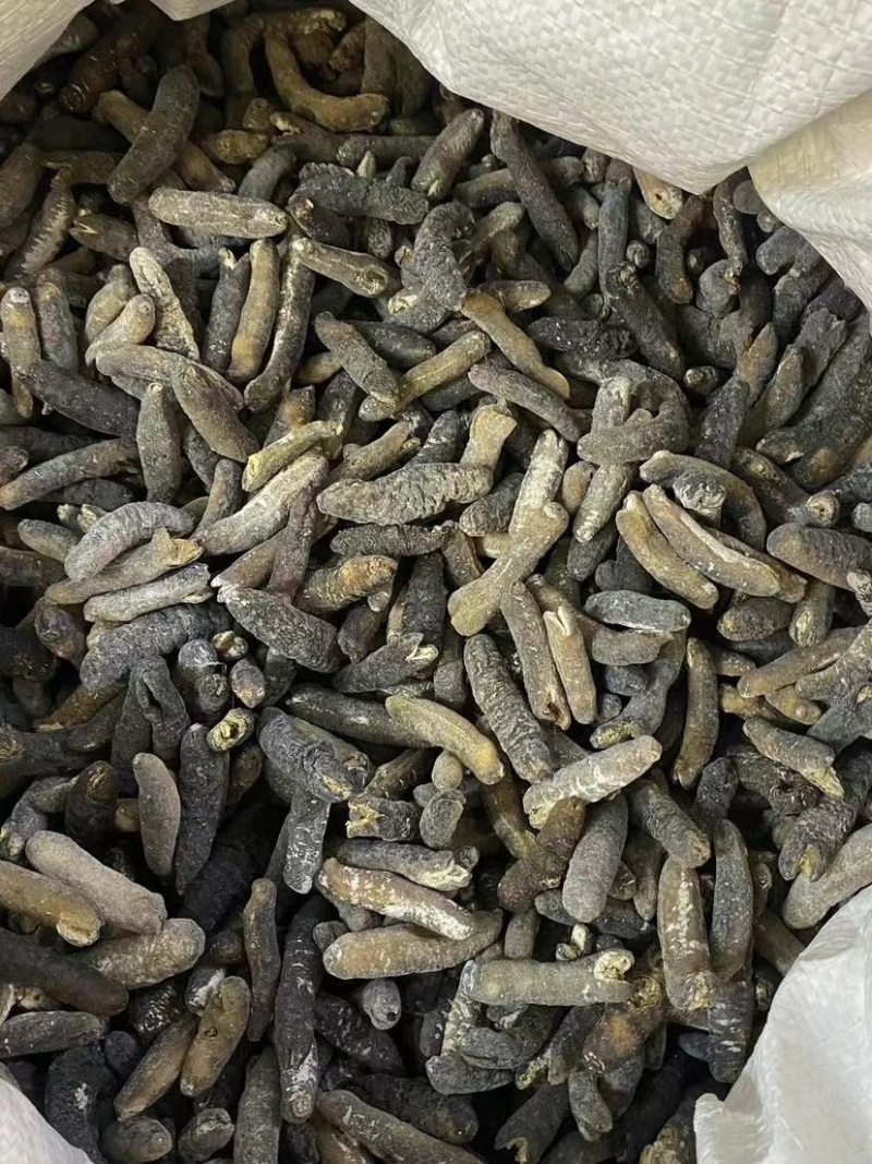 纯淡干非洲明秃参足干