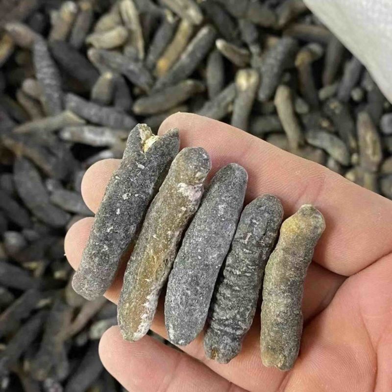 纯淡干非洲明秃参足干