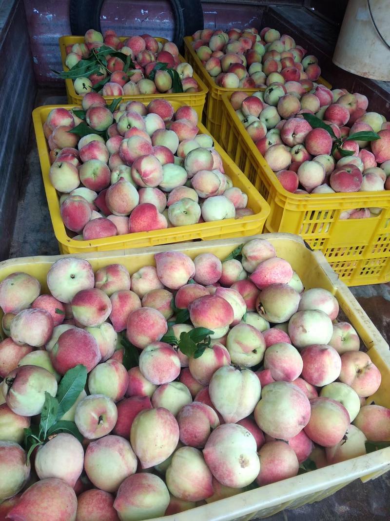 广西桂林产地黄桃大量上市，欢迎全国各地的客商们前来合作