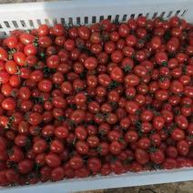 釜山88小番茄，玲珑小千禧果
