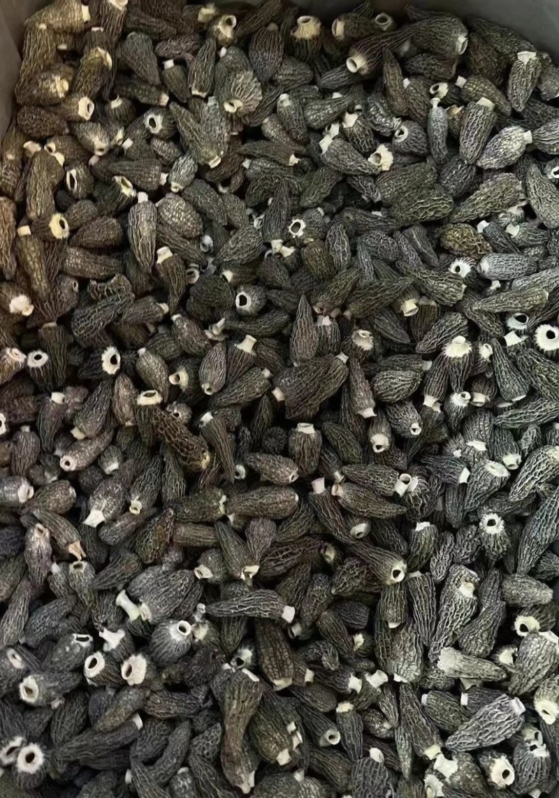 纯头茬精品羊肚菌5-8