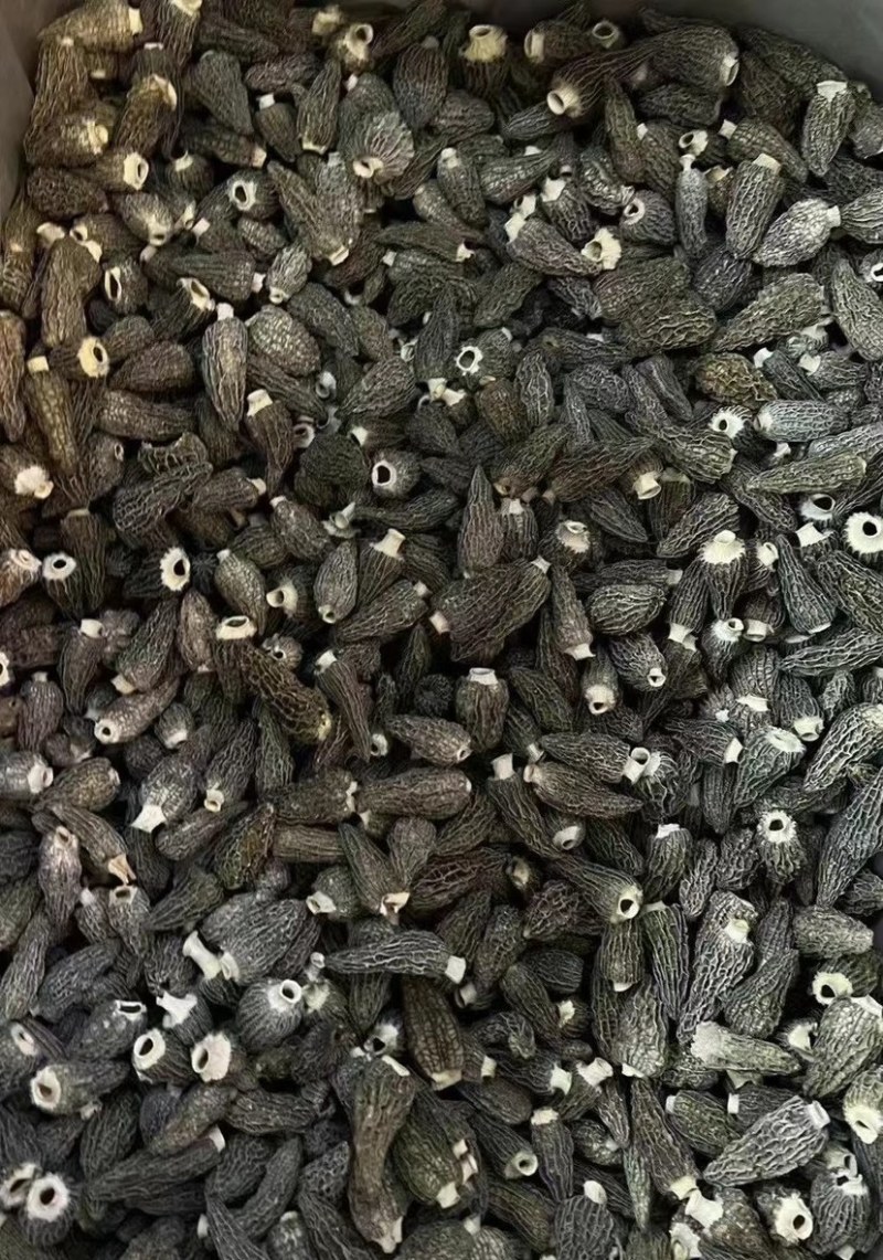 纯头茬精品羊肚菌5-8