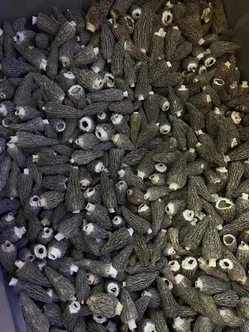 纯头茬精品羊肚菌5-8