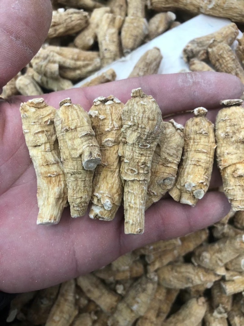 加种5克二面花旗参