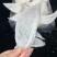雨季干挑大盏，超美，纯手工，干净度极高