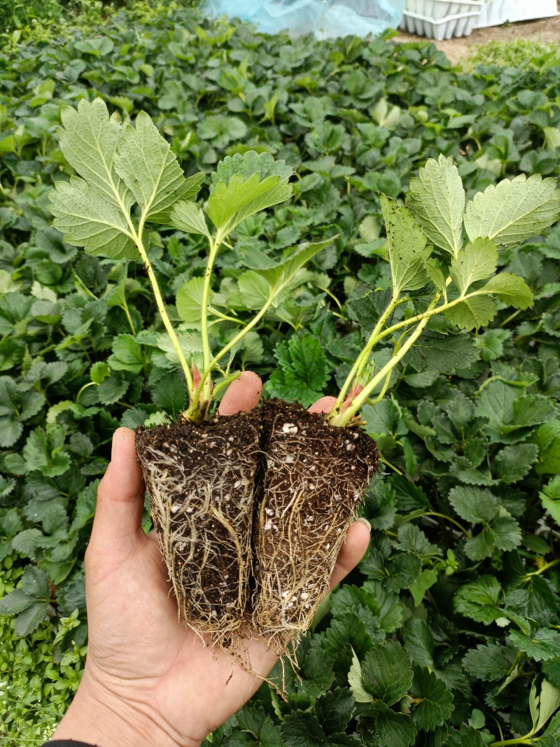 黑珍珠草莓苗品种，真红美玲草莓苗介绍