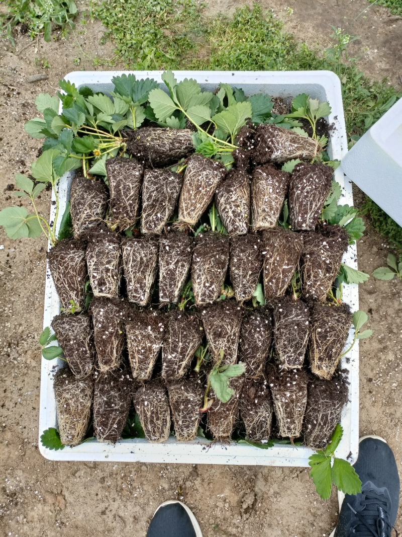 黑珍珠草莓苗品种，真红美玲草莓苗介绍