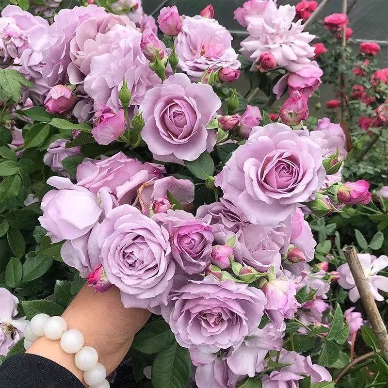 1.6米大苗藤本月季爬藤植物花卉耐寒耐热四季开花带花苞基地直