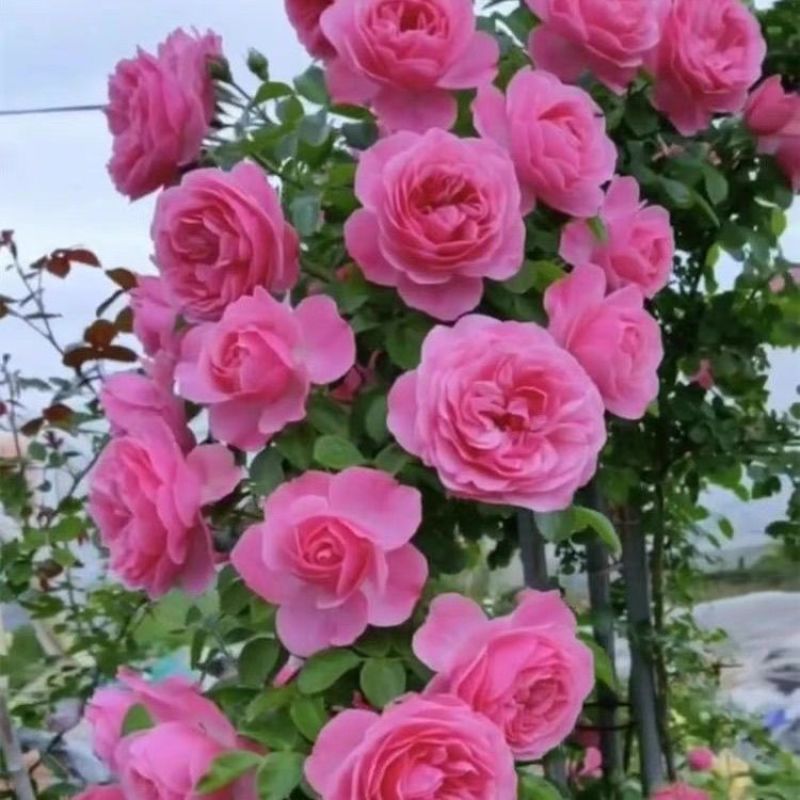 1.6米大苗藤本月季爬藤植物花卉耐寒耐热四季开花带花苞基地直