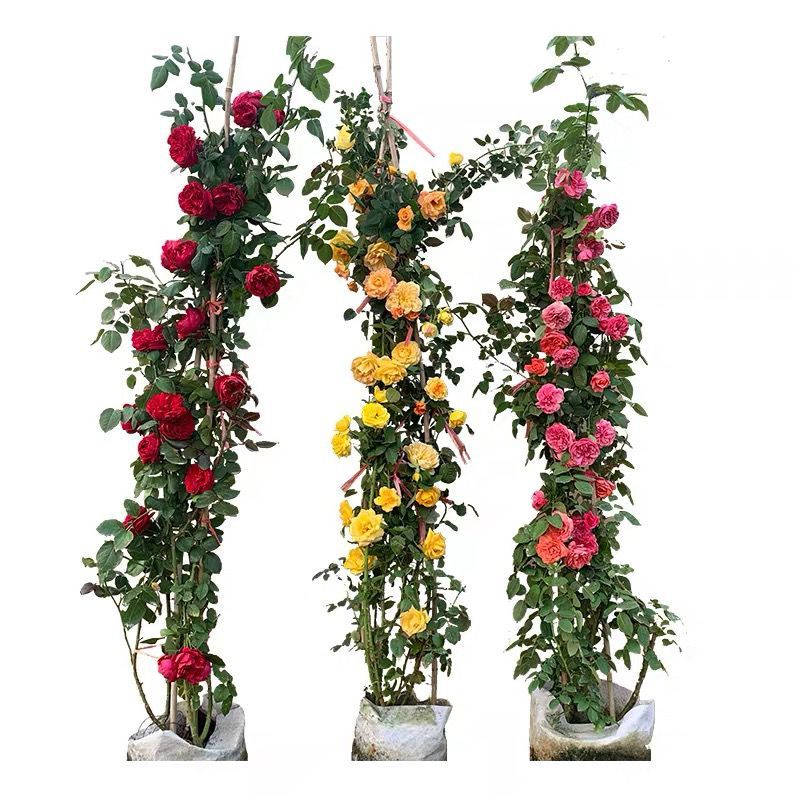 1.6米大苗藤本月季爬藤植物花卉耐寒耐热四季开花带花苞基地直