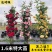 1.6米大苗藤本月季爬藤植物花卉耐寒耐热四季开花带花苞基地直