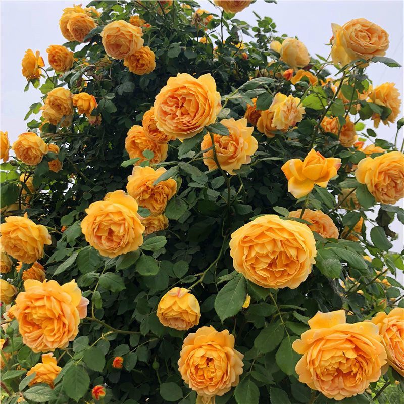 1.6米大苗藤本月季爬藤植物花卉耐寒耐热四季开花带花苞基地直