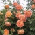 1.6米大苗藤本月季爬藤植物花卉耐寒耐热四季开花带花苞基地直