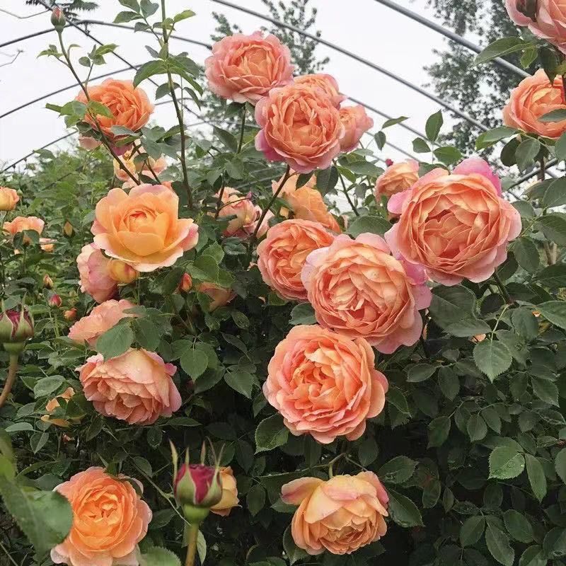 1.6米大苗藤本月季爬藤植物花卉耐寒耐热四季开花带花苞基地直