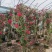 1.6米大苗藤本月季爬藤植物花卉耐寒耐热四季开花带花苞基地直