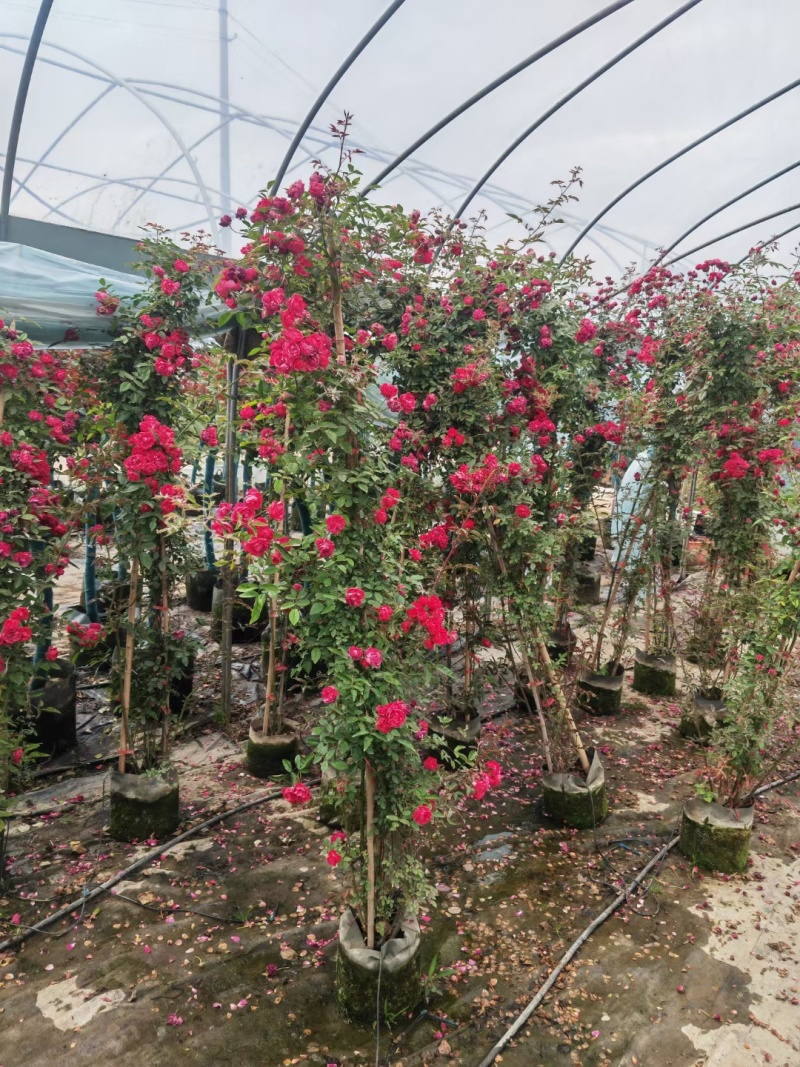 1.6米大苗藤本月季爬藤植物花卉耐寒耐热四季开花带花苞基地直