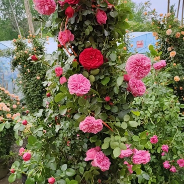 1.6米大苗藤本月季爬藤植物花卉耐寒耐热四季开花带花苞基地直