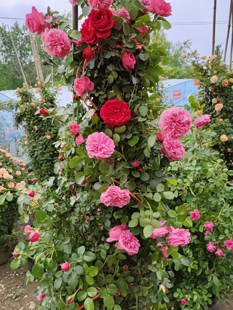 1.6米大苗藤本月季爬藤植物花卉耐寒耐热四季开花带花苞基地直