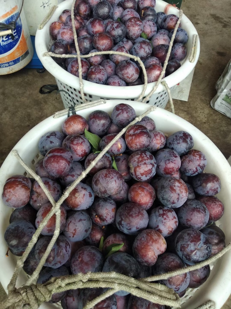 黑布林李子广西产地直供实地看货欢迎对接