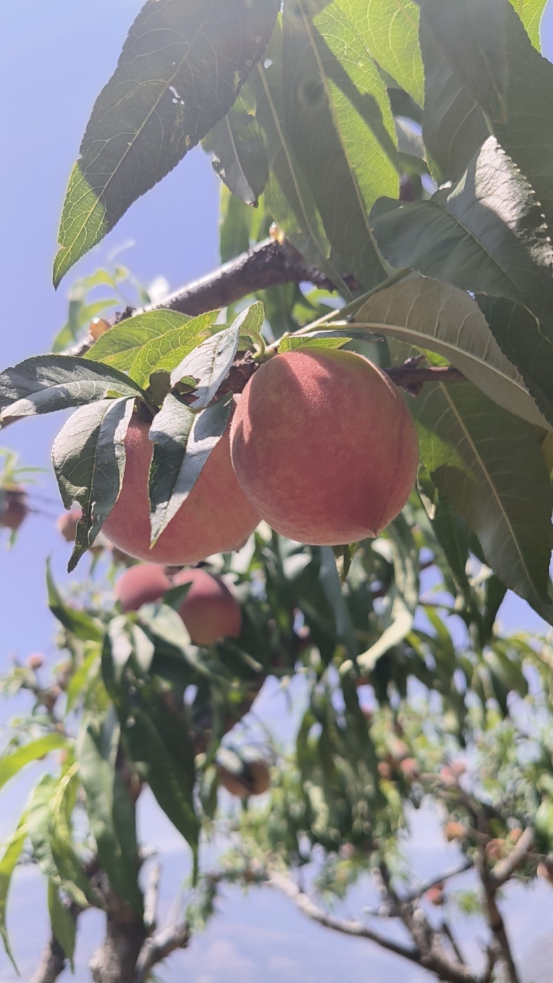 云南高原密桃