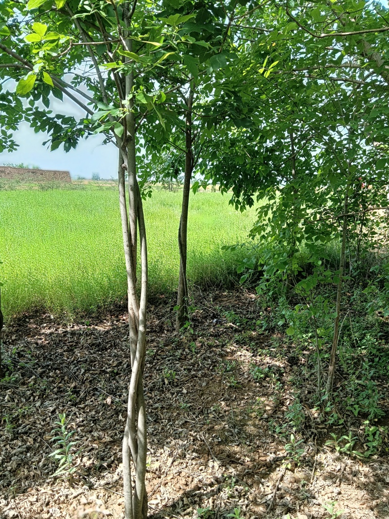 白蜡木树