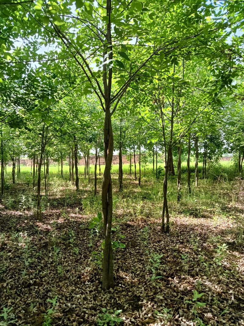 白蜡木树