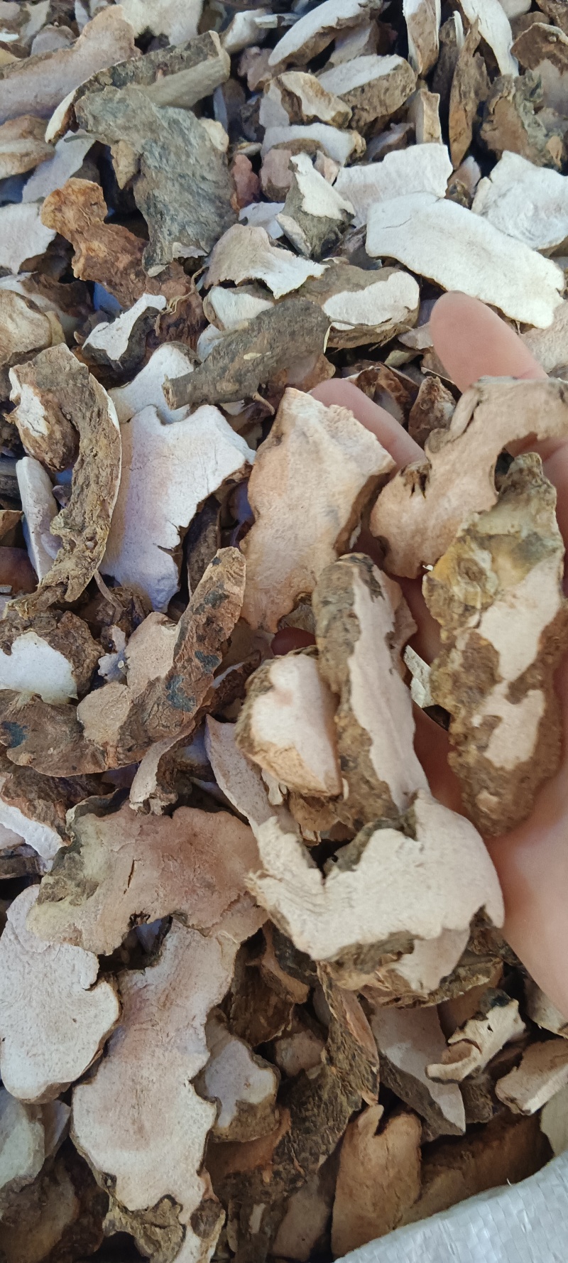 粉质土茯苓，中药材土茯苓