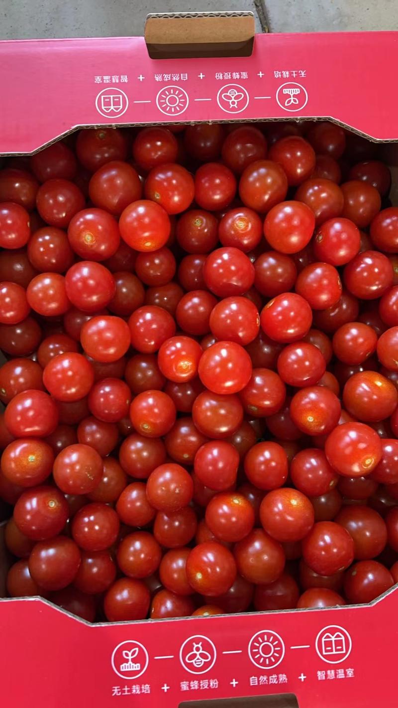 樱桃小番茄粒果