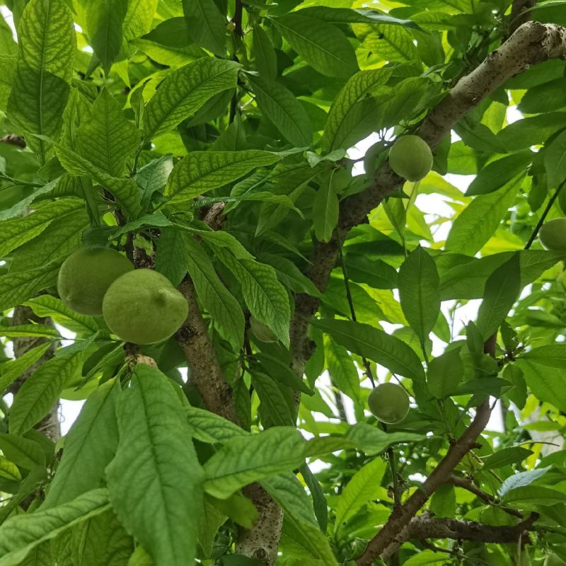 阳山水蜜桃早桃预售