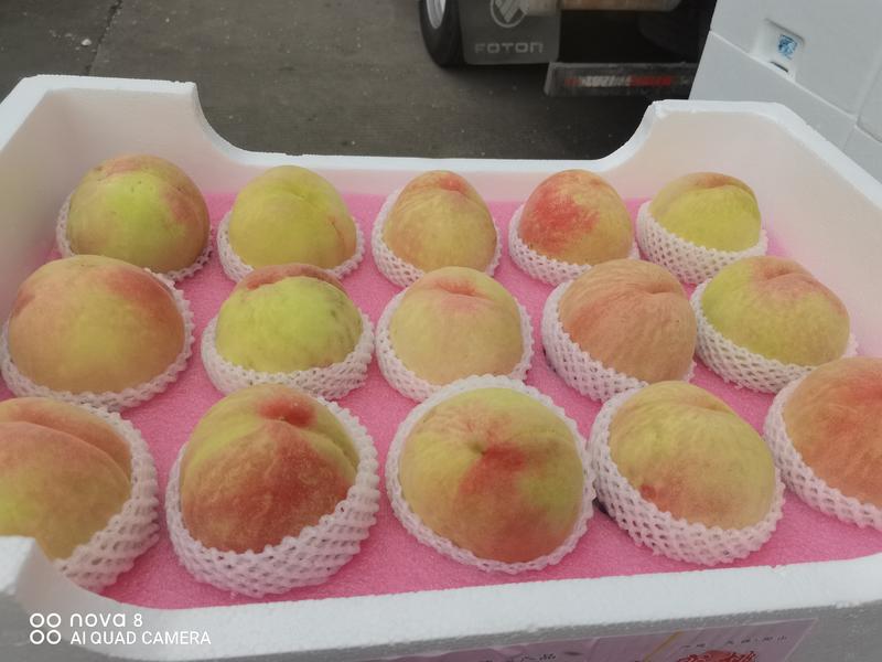 阳山水蜜桃早桃预售