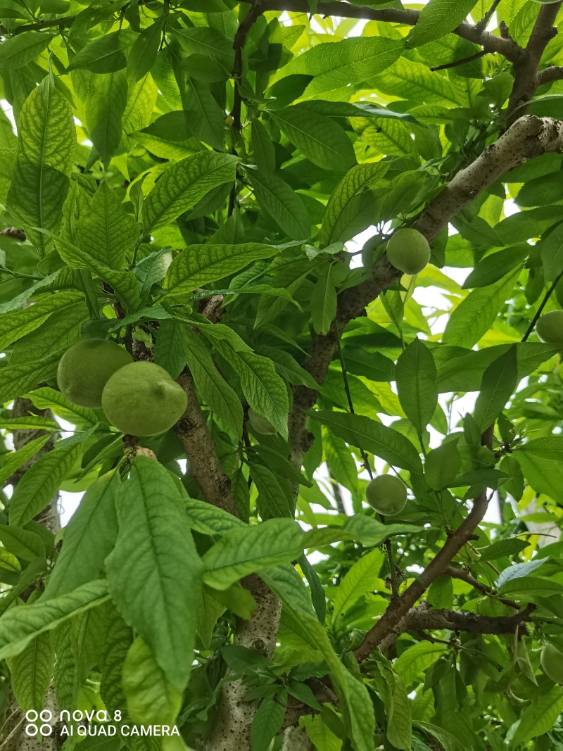 阳山水蜜桃早桃预售