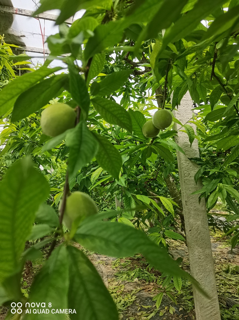 阳山水蜜桃早桃预售