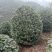 茶花茶花球茶花桩头宜宾茶花基地存活率高可视频挑选