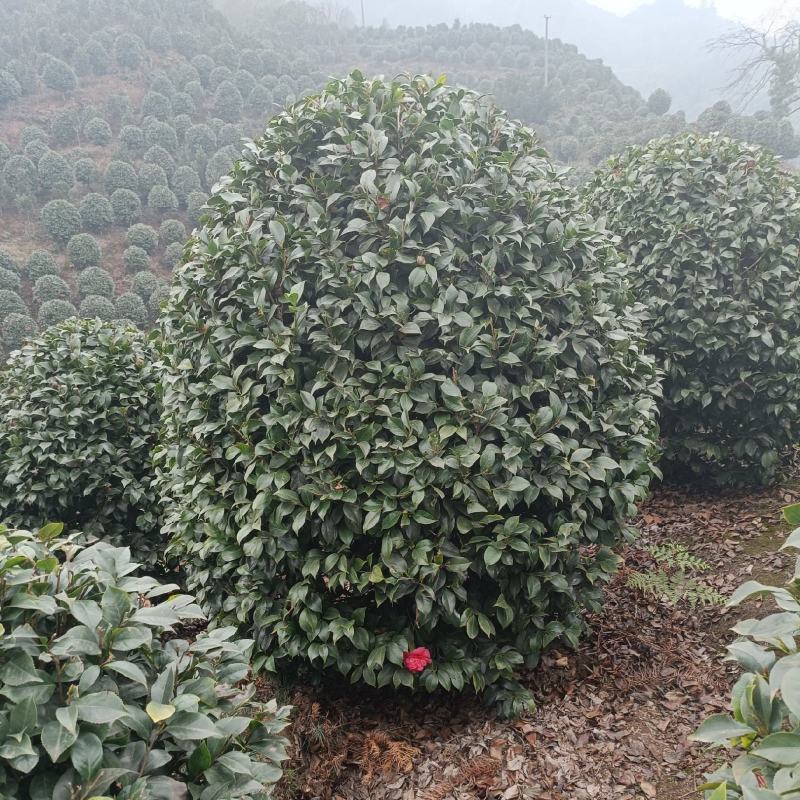 茶花茶花球茶花桩头宜宾茶花基地存活率高可视频挑选