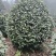茶花茶花球茶花桩头宜宾茶花基地存活率高可视频挑选