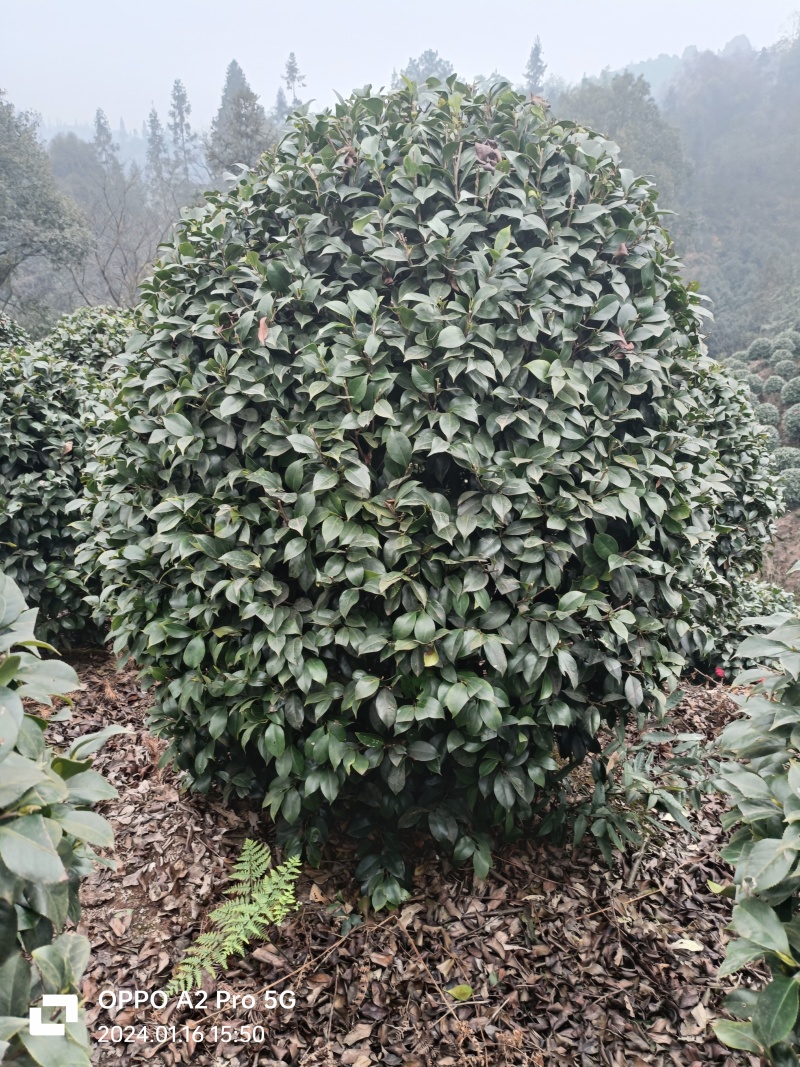 茶花茶花球茶花桩头宜宾茶花基地存活率高可视频挑选
