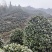 茶花茶花球茶花桩头宜宾茶花基地存活率高可视频挑选