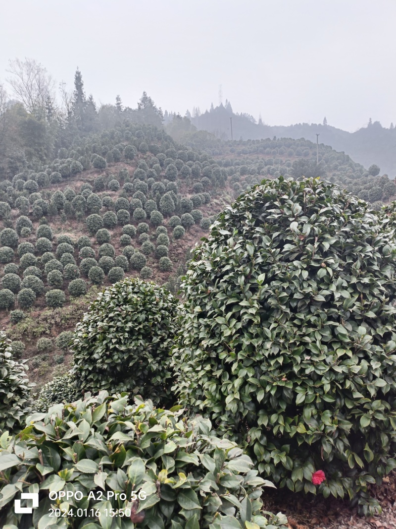 茶花茶花球茶花桩头宜宾茶花基地存活率高可视频挑选
