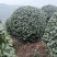 茶花茶花球茶花桩头宜宾茶花基地存活率高可视频挑选