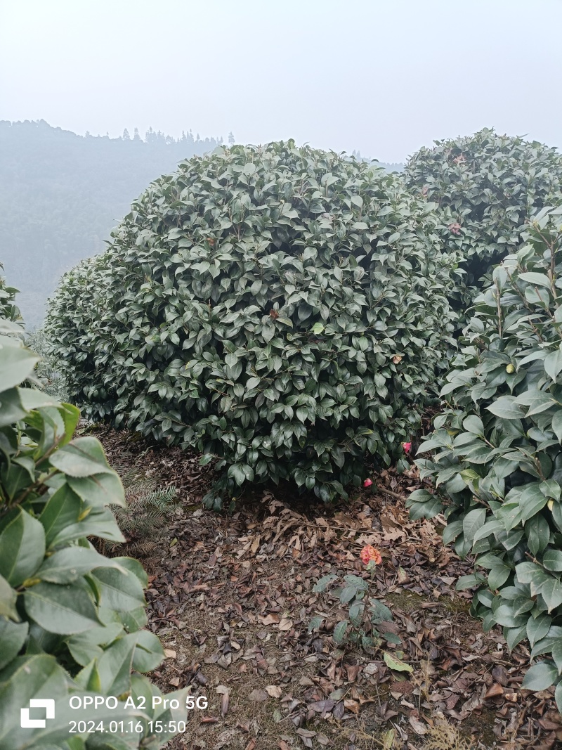 茶花茶花球茶花桩头宜宾茶花基地存活率高可视频挑选