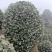 茶花茶花球茶花桩头宜宾茶花基地存活率高可视频挑选