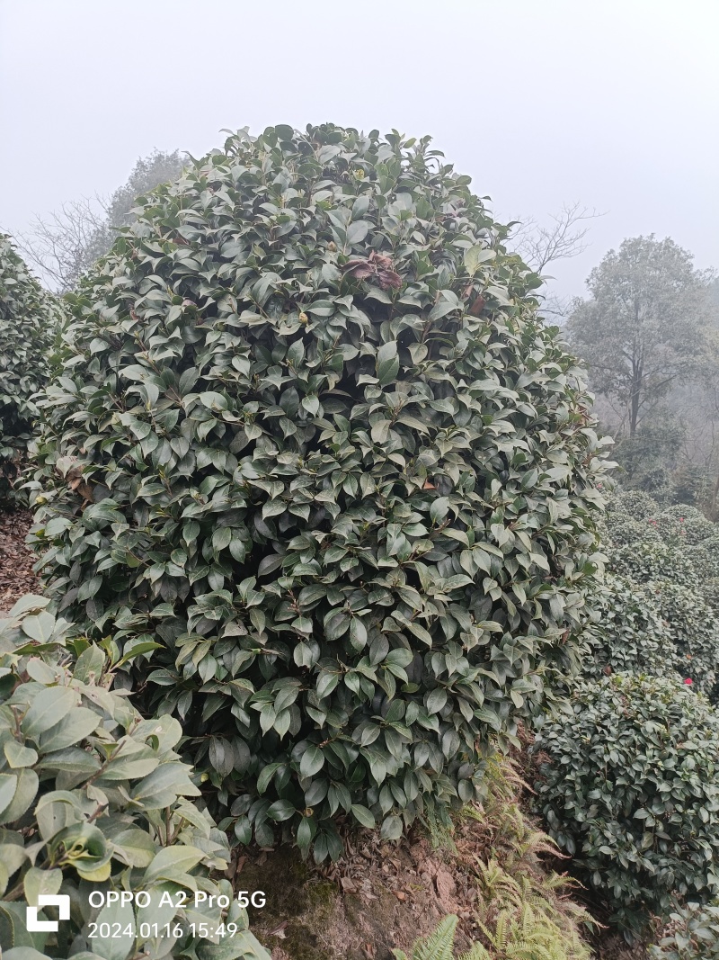 茶花茶花球茶花桩头宜宾茶花基地存活率高可视频挑选