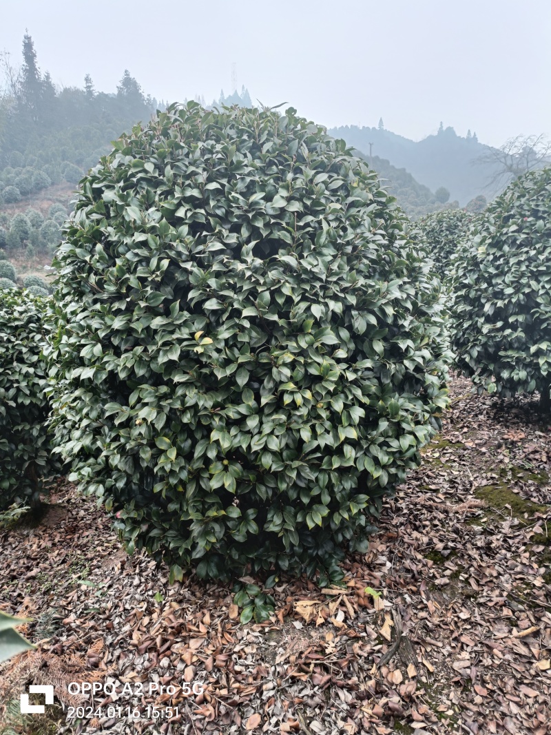 茶花茶花球茶花桩头宜宾茶花基地存活率高可视频挑选
