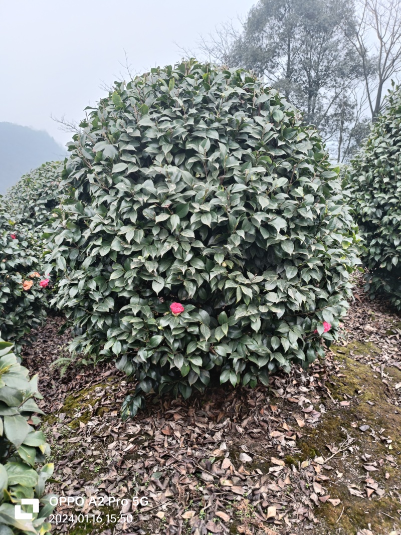 茶花茶花球茶花桩头宜宾茶花基地存活率高可视频挑选