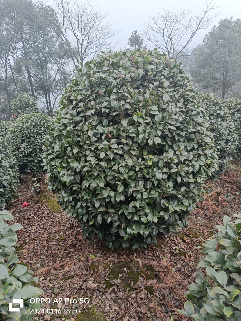茶花茶花球茶花桩头宜宾茶花基地存活率高可视频挑选