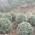 茶花茶花球茶花桩头宜宾茶花基地存活率高可视频挑选