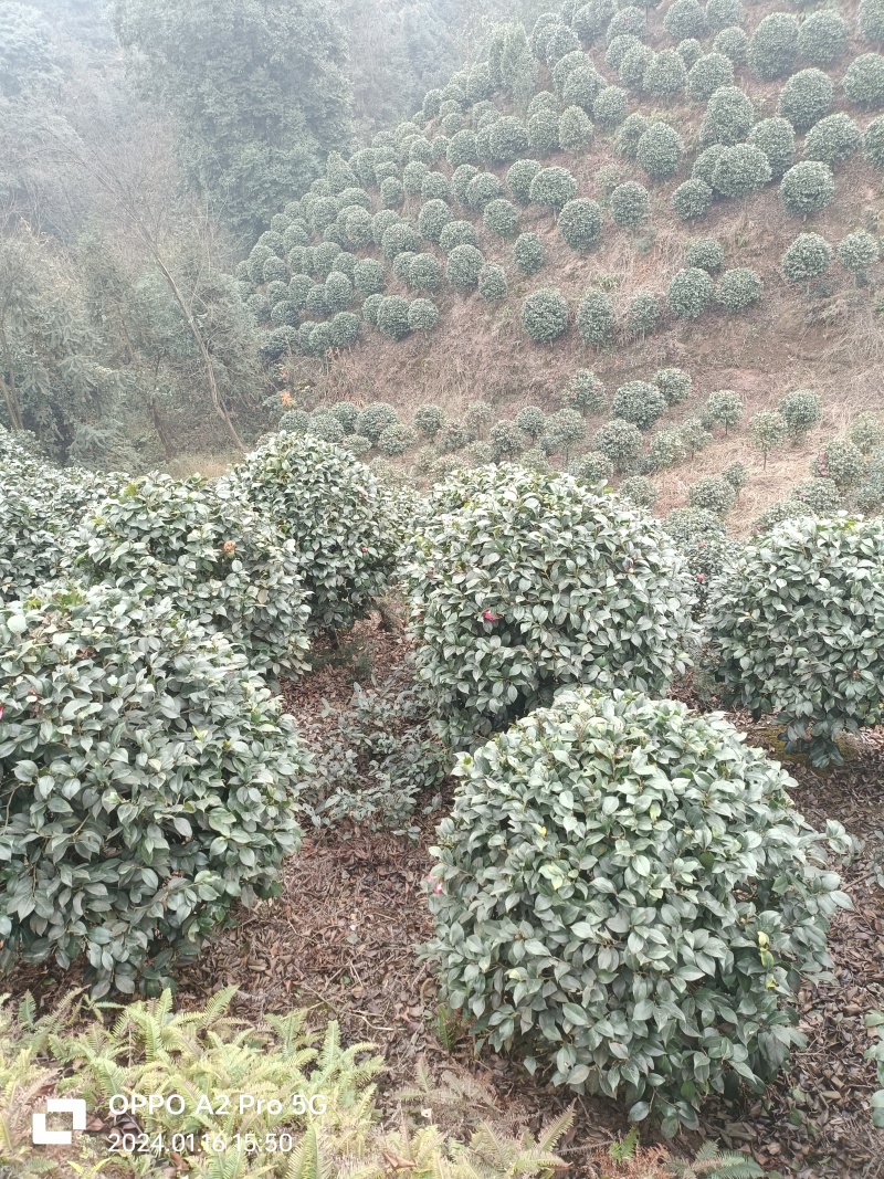 茶花茶花球茶花桩头宜宾茶花基地存活率高可视频挑选